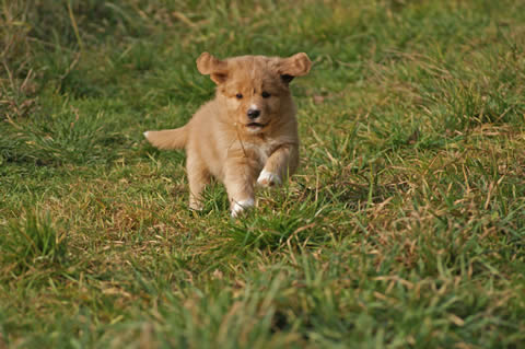 toller-ruede-welpen-mogwai