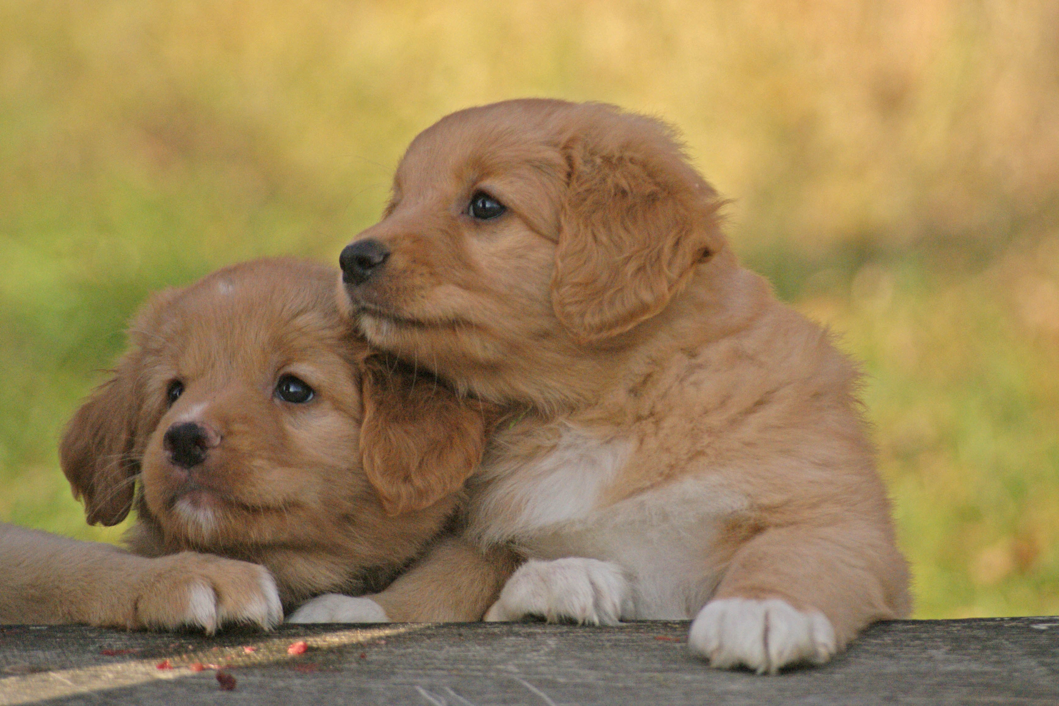 toller-ruede-welpen-mogwai