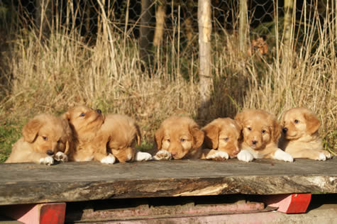 toller-ruede-welpen