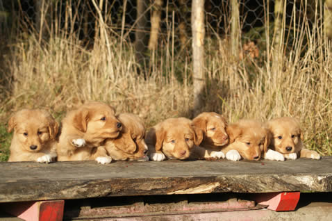 toller-ruede-welpen-mogwai