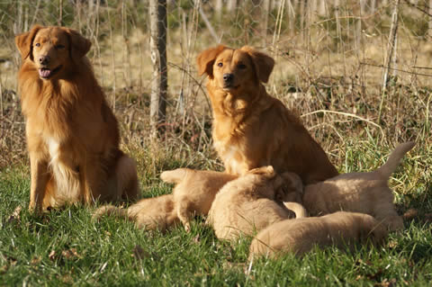 toller-ruede-mogwai-kjouri