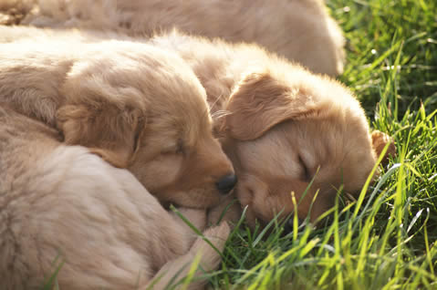 toller-ruede-welpen-mogwai