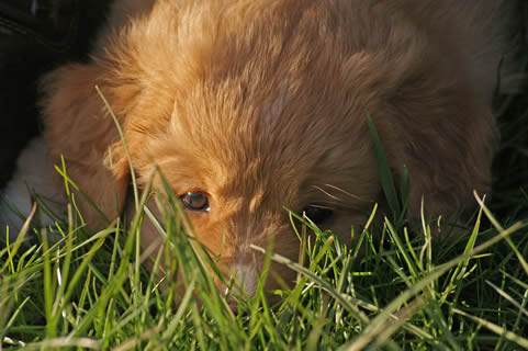 toller-ruede-welpen-mogwai